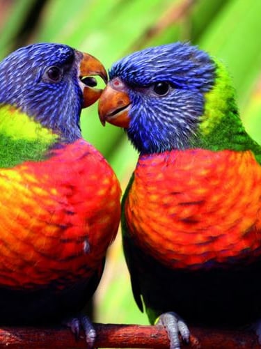Les perroquets gaffeurs au parc des oiseaux de Villars les Dombes