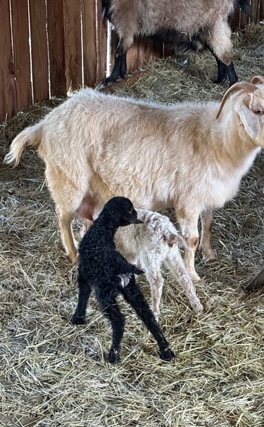 Eustace (black kid), Eunice (white kid)