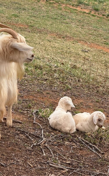 Estelle and Eliana (doelings)