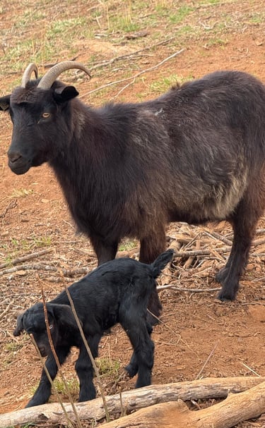 Eucalyptus (buckling)