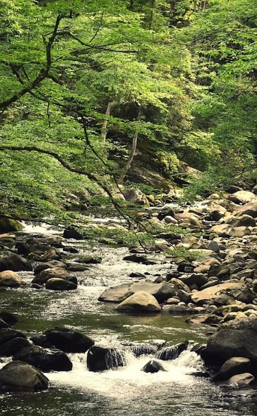 Fall Creek Falls, Pikeville - Small creeks within the State Park