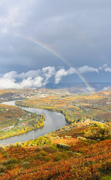 Douro Vinnyards