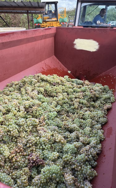 Vendanges 2025 Touraine Amboise Montlouis Chenin