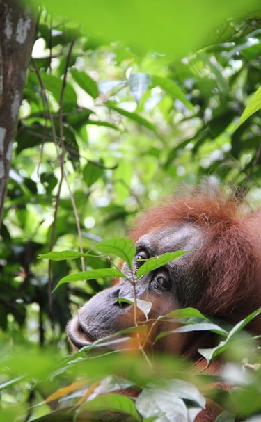 Bukit lawang Sumatra Orangutan Services 