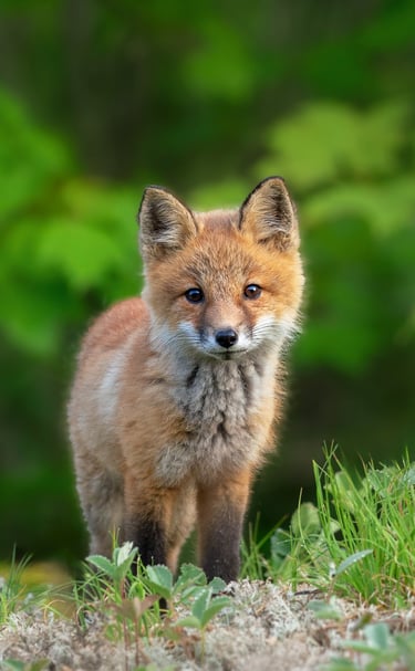 A cute red fox kit standing in a grassy meadow with a blurred green forest background.
