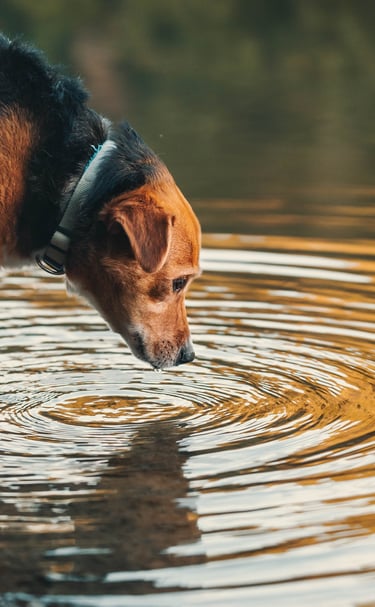 un cane beve e si specchia in un ruscello