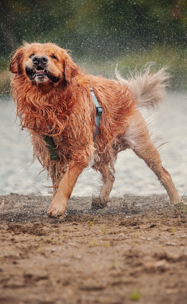 cane che si scuote l'acqua di dosso