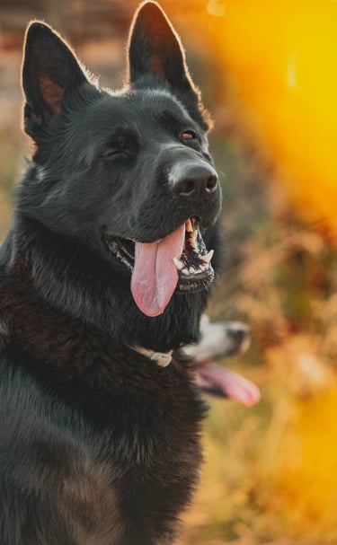 ritratto di cane nero con la lingua di fuori
