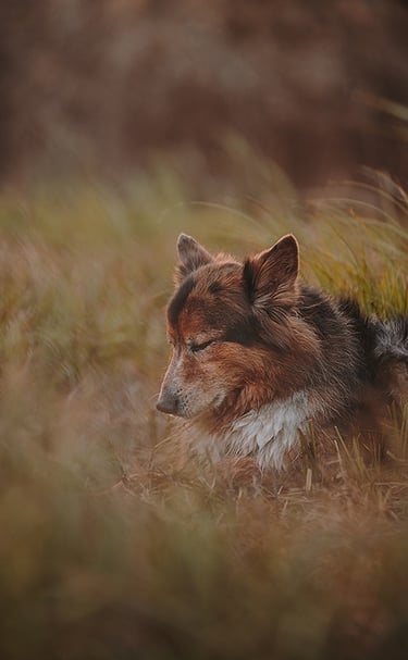 ritratto di cane tra fili d'erba
