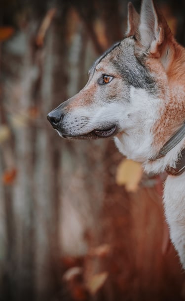 ritratto di cane lupo