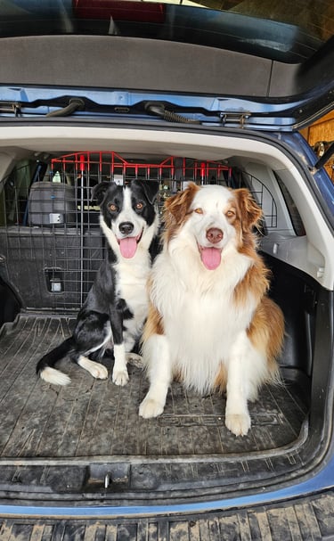 Client dogs, Socks and Koda