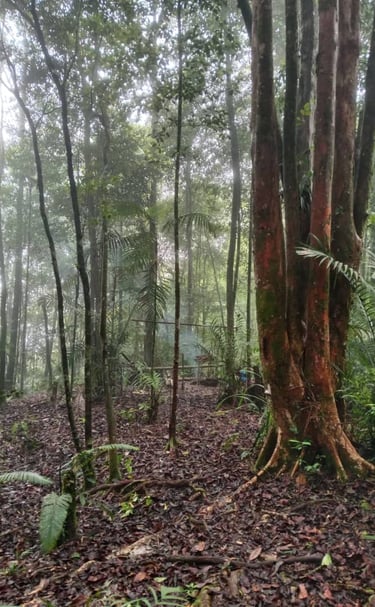 a tree in the middle of a jungle