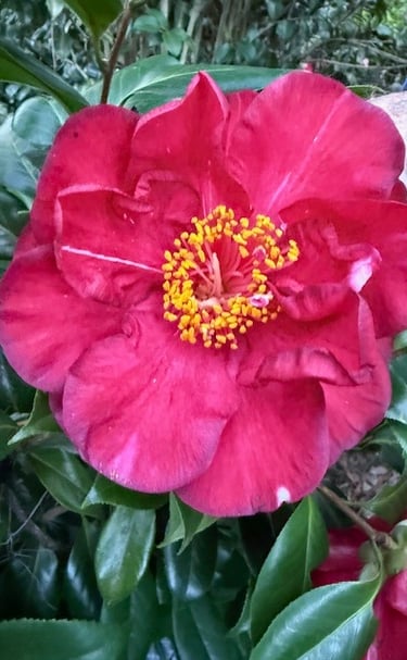 Jay's Surprise Camellia
