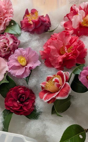 Camellia Show Flowers