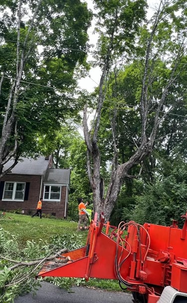 emercency tree removal