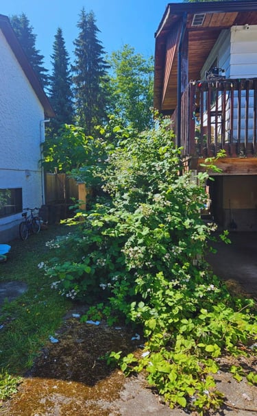 Blackberry bush removal