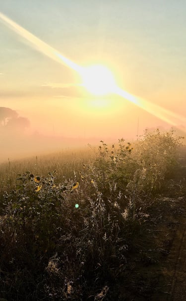 Golden morning sunbeams shining through mist over a rural dirt road and wild sunflower field.