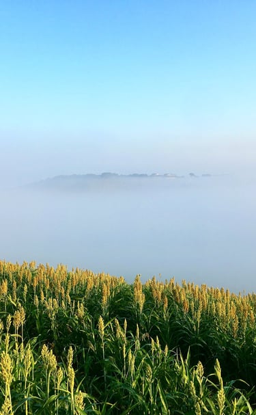 Lush green sorghum field on a hillside under a thick layer of morning mist and blue sky.