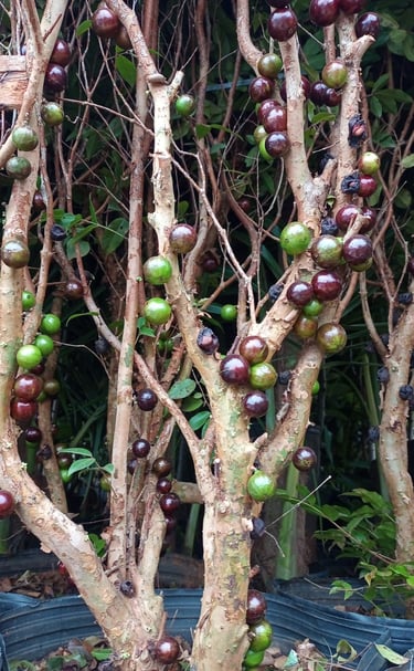 Jabuticaba