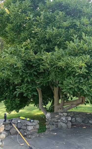 Trimming a magnolia near Rhinebeck, NY