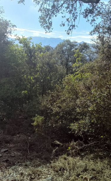 forêt garrigue Sud de France 