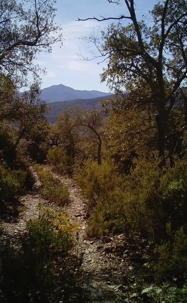 chemin traversant une forêt