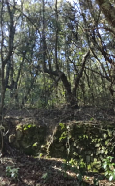 forêt de chênes lièges