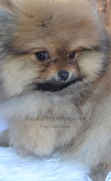 cachorro pomerania