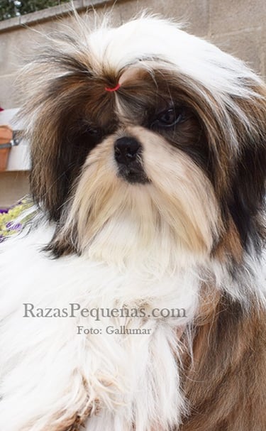 shih tzu