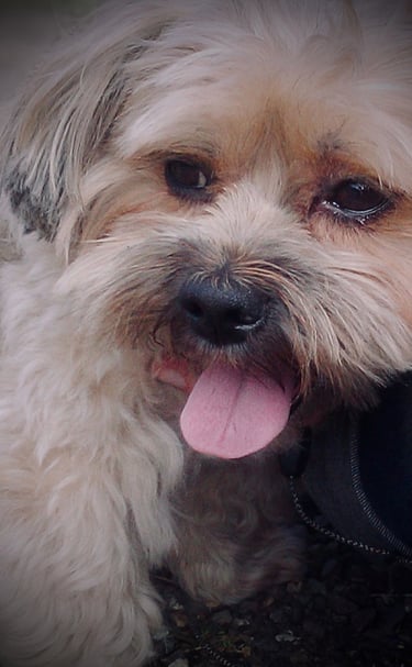 WinDog Sandrine Géraud comportementaliste canin à Douai