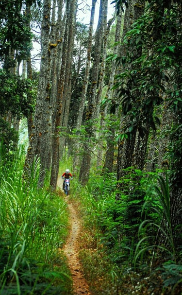 Jungle trail-Bali dirt bike tours