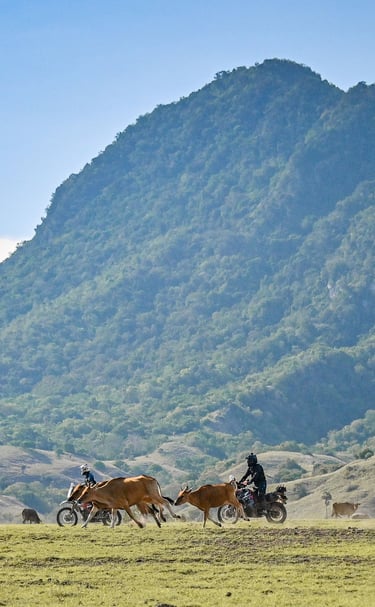 Flores Cross Country Dirt Bike Tours