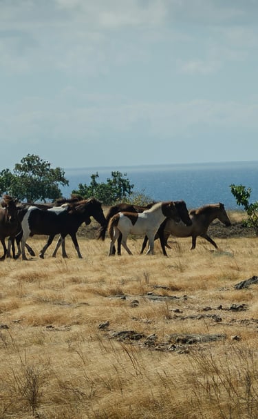Sumba Dirt Bike Expedition