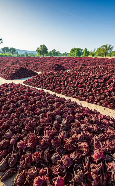 Large pile of dried petals of the Hibiscus sabdariffa plant in  the farmld