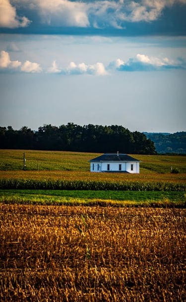 Small white farmhouse in a golden cornfield under a blue sky with fluffy white clouds.