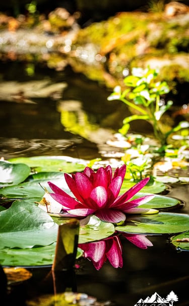 A vibrant pink water lily blooming on green lily pads in a garden pond.