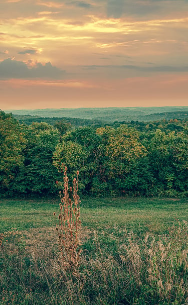 Panoramic view of a lush green forest landscape under a golden sunset sky.