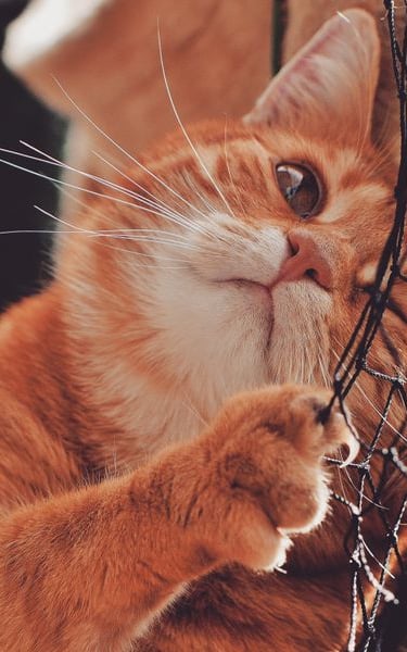redes-de-protecao-para-gatos