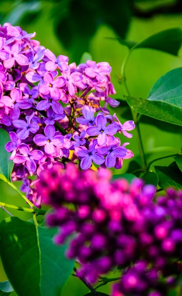 rochester lilac