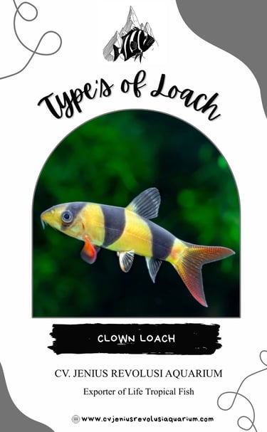 Clown Loach