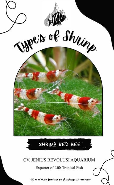 Shrimp