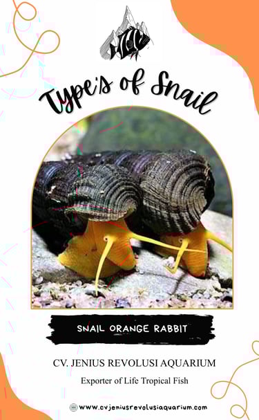 Snail