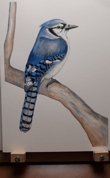 a watercolor paintinf of a blue jay perched on a branch