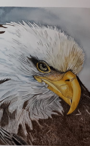 a picture of a bald eagle watercolor painting