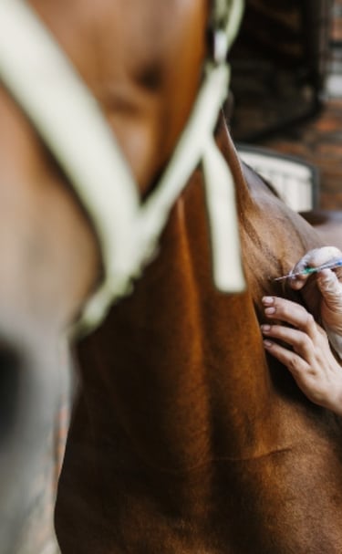 Veterinária Grandes e Pequenos portes