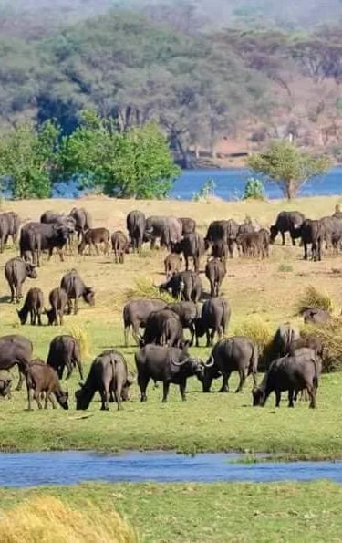 a herd of elephants and other animals grazing in a field