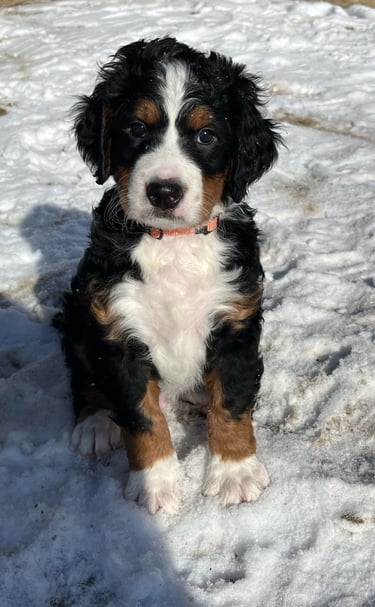 a bernedoodle sitting in the snow