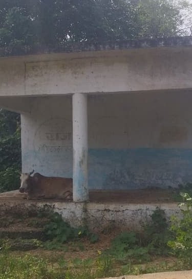 cow