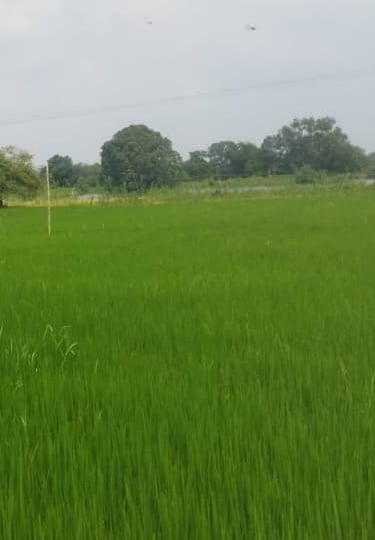 field