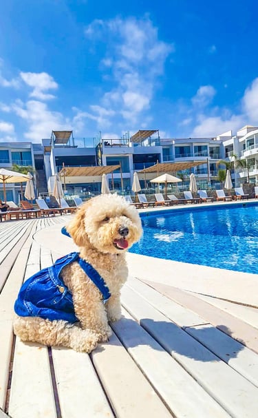 Pet Friendly VPX Asia
